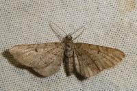 Eupithecia intricata