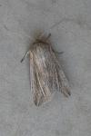 Mythimna riparia