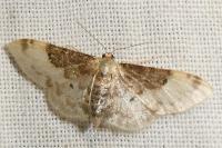 Idaea filicata