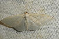Scopula floslactata