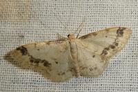 Idaea trigeminata