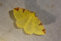 Opisthograptis luteolata