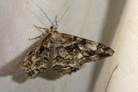 Peribatodes umbraria umbraria