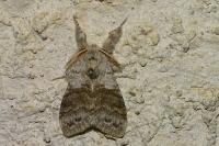 Calliteara pudibunda