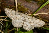 Hypomecis punctinalis