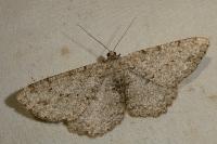 Hypomecis punctinalis