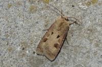 Agrotis exclamationis exclamationis