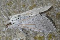 Cerura vinula