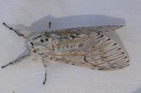 Cerura vinula