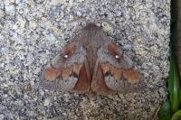 Dendrolimus pini pini