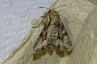 Lacanobia w-latinum
