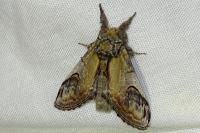 Notodonta ziczac