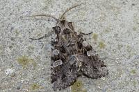 Pachetra sagittigera