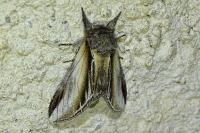 Pheosia tremula
