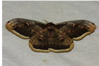 Saturnia pyri