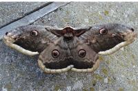 Saturnia pyri