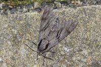 Hyloicus pinastri/maurorum