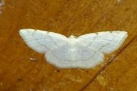 Stegania trimaculata