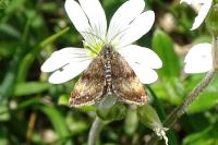 Panemeria tenebrata