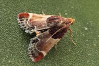 Pyralis lienigialis