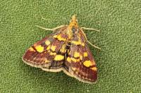 Pyrausta aurata