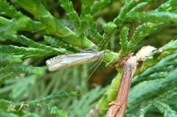 Crambus lathoniellus
