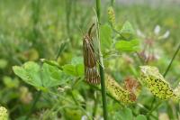 Chrysocrambus linetella