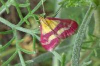 Pyrausta virginalis