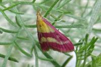 Pyrausta virginalis