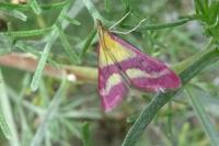 Pyrausta virginalis