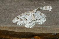Ectropis crepuscularia