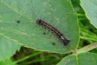Lymantria dispar