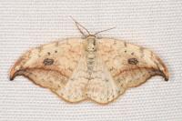 Drepana falcataria