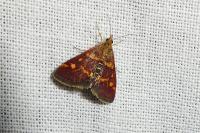 Pyrausta aurata
