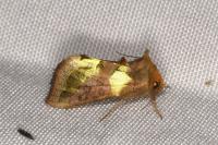 Diachrysia chrysitis
