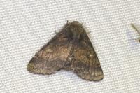 Gluphisia crenata