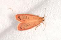 Miltochrista miniata