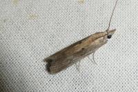 Epischnia illotella