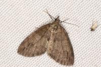 Hydriomena impluviata impluviata