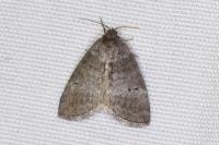 Ochropacha duplaris
