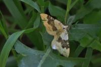 Xanthorhoe montanata