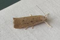 Calamotropha paludella