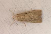 Calamotropha paludella
