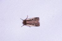 Ochropleura plecta