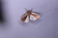 Ochropleura plecta