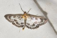 Anania hortulata