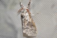 Calliteara pudibunda