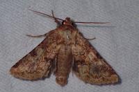 Conisania luteago olbiena