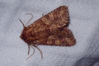 Conisania luteago olbiena