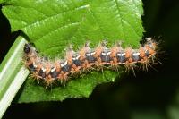 Euplagia quadripunctaria